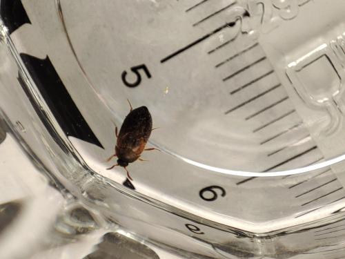 Attagenus smirnovi