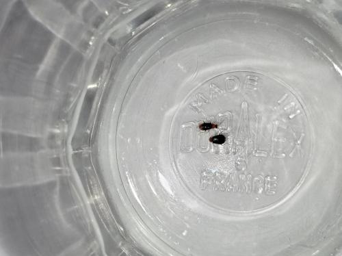 Hypebaeus sp.