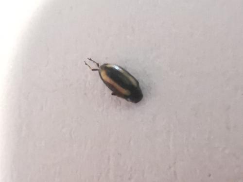 Réf. 300 729 : Phyllotreta sp.