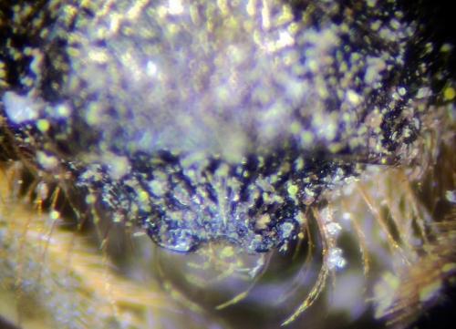 Osmia brevicornis