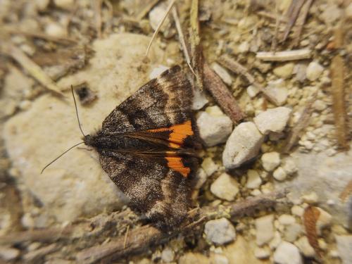 Réf. 300 883 : Boudinotiana notha