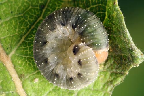Allantus togatus
