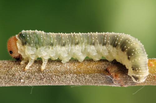 Allantus togatus