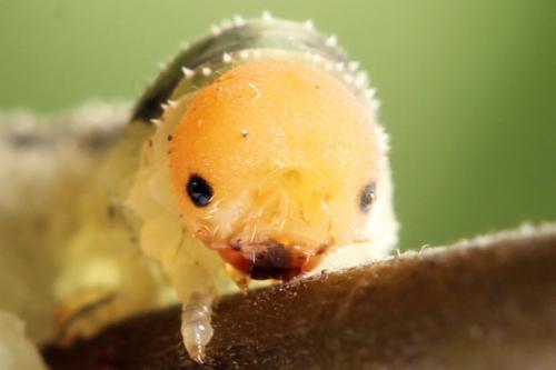 Allantus togatus
