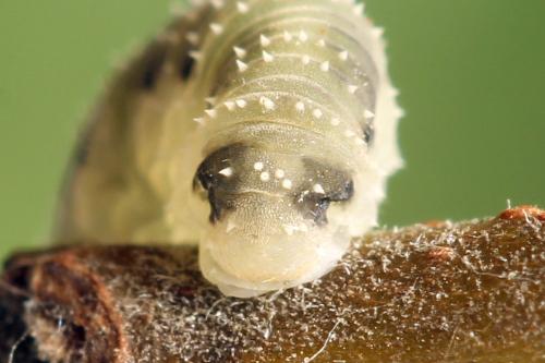 Allantus togatus
