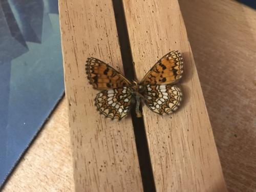 Melitaea athalia celadussa