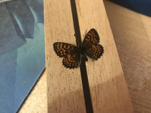 Melitaea athalia celadussa