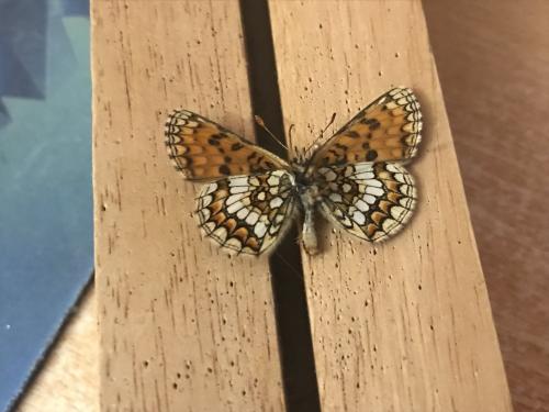 Melitaea athalia celadussa