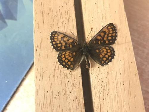 Melitaea athalia celadussa