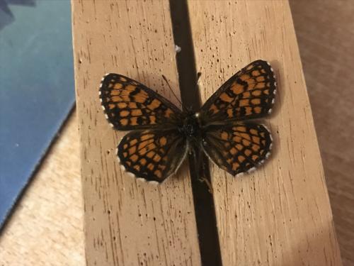 Melitaea athalia celadussa