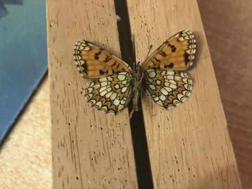 Melitaea athalia celadussa