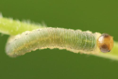 Allantus togatus