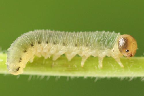 Allantus togatus