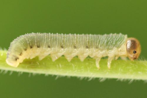 Allantus togatus