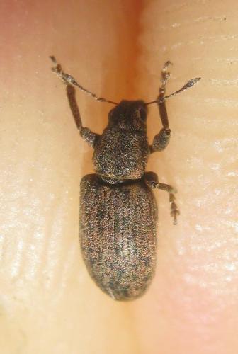 Sitona sp.