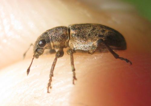 Sitona sp.