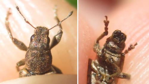 Sitona sp.