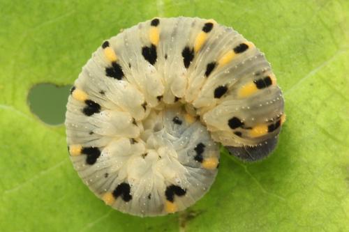 Abia nitens