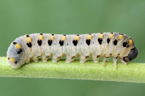 Abia nitens