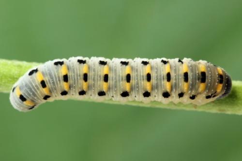 Abia nitens