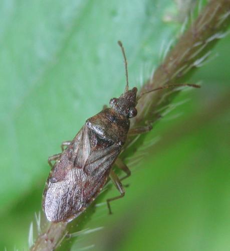 Réf. 300 892 : Orsillus maculatus