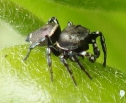 Heliophanus tribulosus