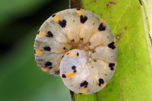 Abia nitens