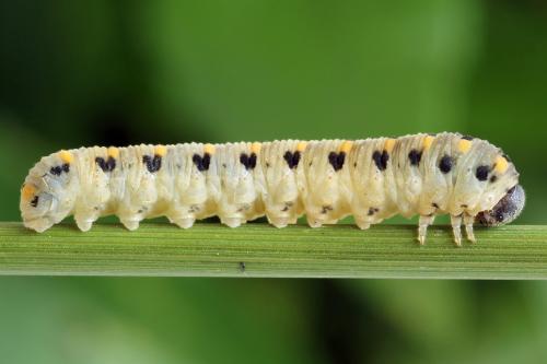 Abia nitens