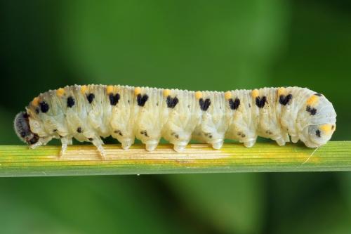 Abia nitens