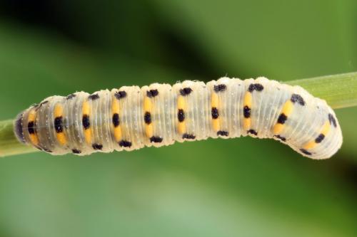 Abia nitens