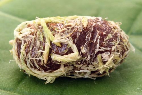 Abia nitens