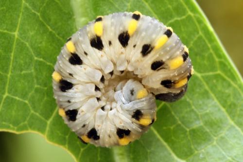 Abia nitens