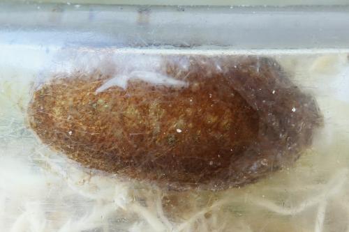 Abia nitens