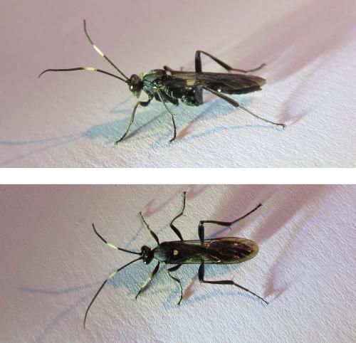Réf. 300 706 : Hoplismenus pica