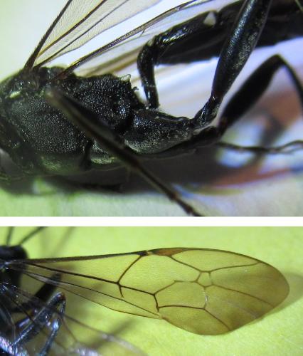 Hoplismenus pica