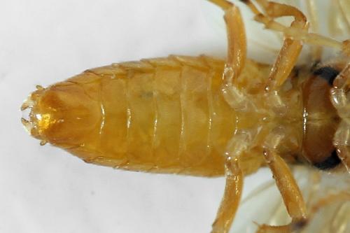 Réf. 300 000 : Athalia circularis
