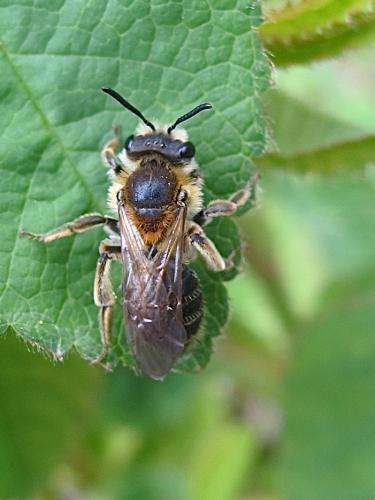 Andrena sp.