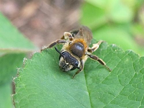 Andrena sp.
