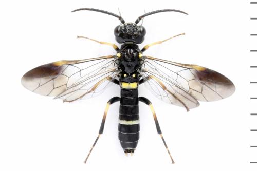 Allantus togatus