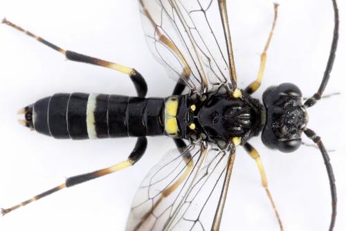 Allantus togatus