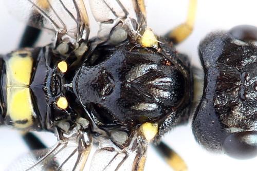 Allantus togatus