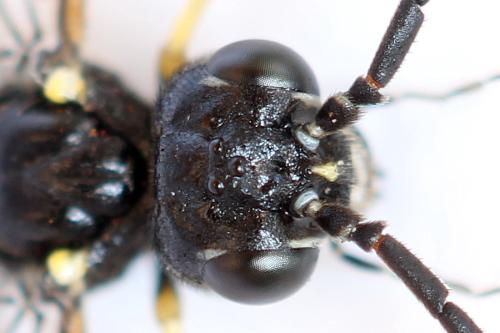 Allantus togatus
