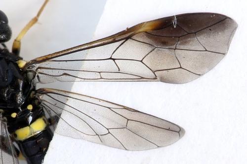 Allantus togatus