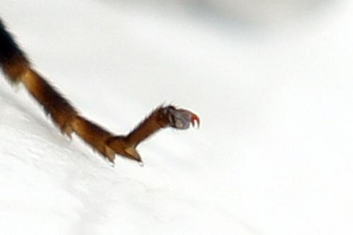 Allantus togatus