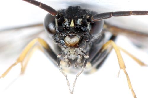 Allantus togatus