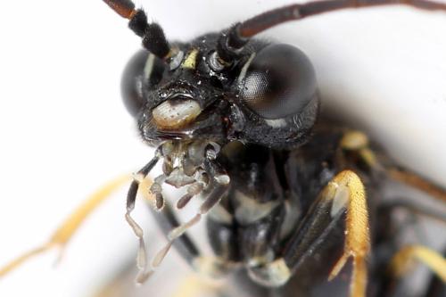 Allantus togatus
