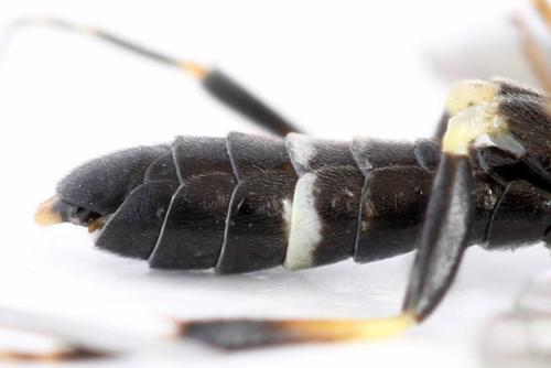 Allantus togatus