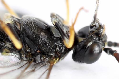 Allantus togatus