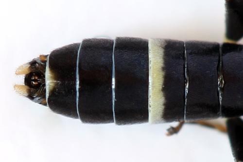 Allantus togatus
