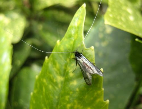 Réf. 300 441 : Adela reaumurella
